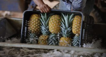 Exportaciones sin cobre crecen en el primer semestre del 2023