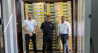 Se reactiva exportación de piña panameña a Curazao