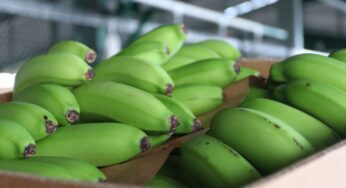 Las exportaciones muestran un sólido desempeño en el primer trimestre de 2024
