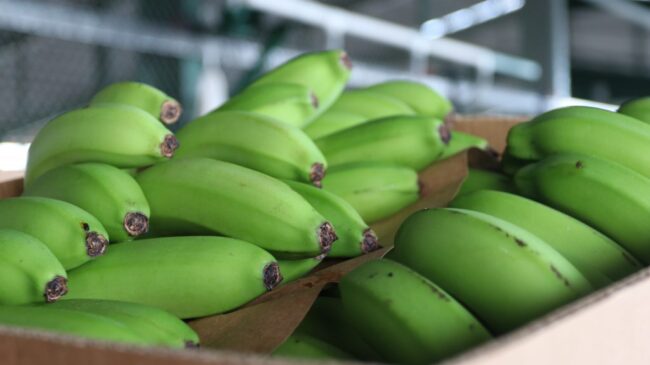 banano-2dic-1024×575