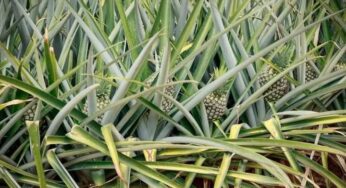 Tropical Fruit Co. firma acuerdo para exportar piña panameña a Estados Unidos